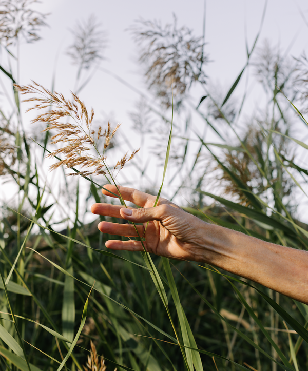 iana, lo natural al servicio de tu bienestar