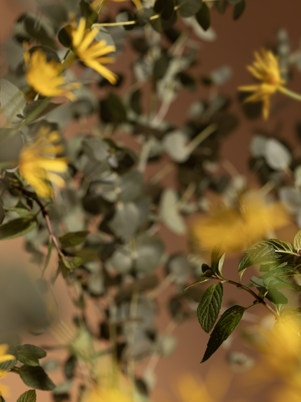 iana, una mecánica bien articulada