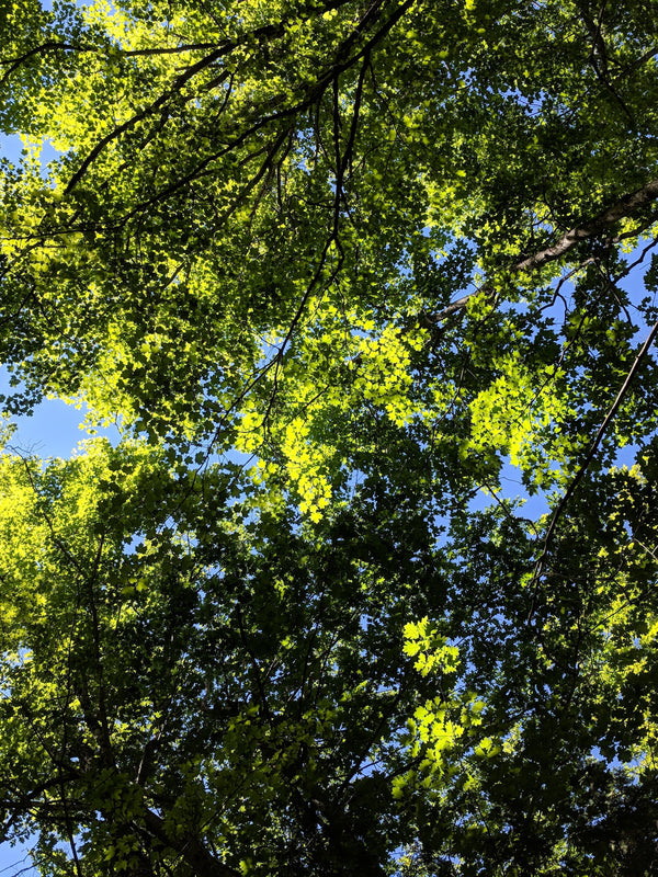 ¿De dónde proviene el nombre iana?