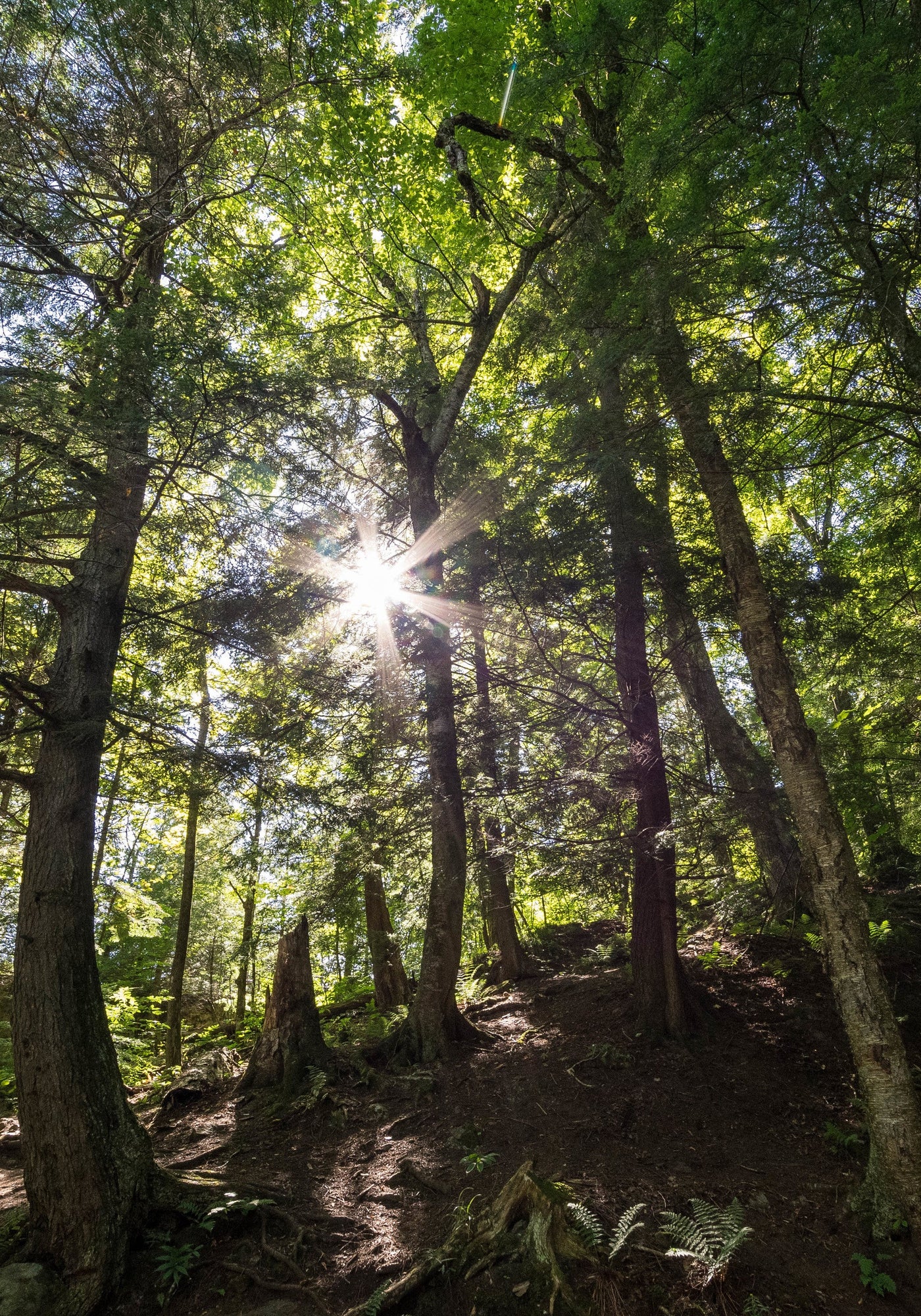 Porque nuestro futuro está en la naturaleza, iana se inspira en las plantas.